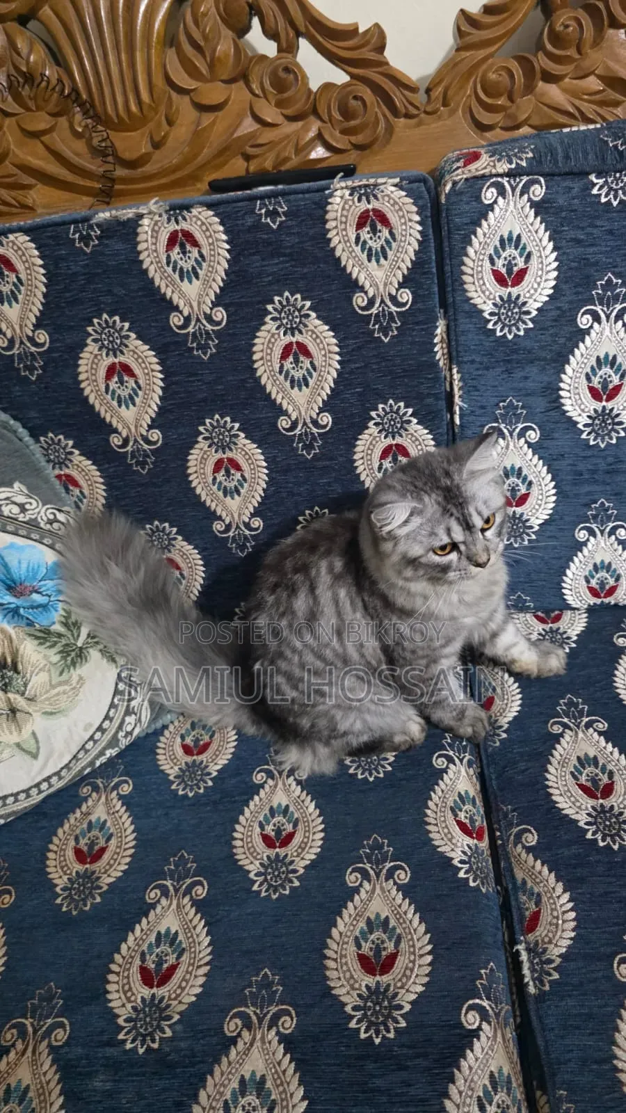 3-6 Months Male Mixed Breed Persian