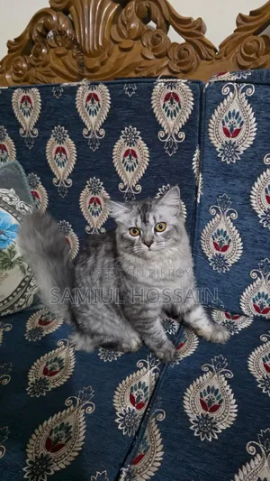 3-6 Months Male Mixed Breed Persian