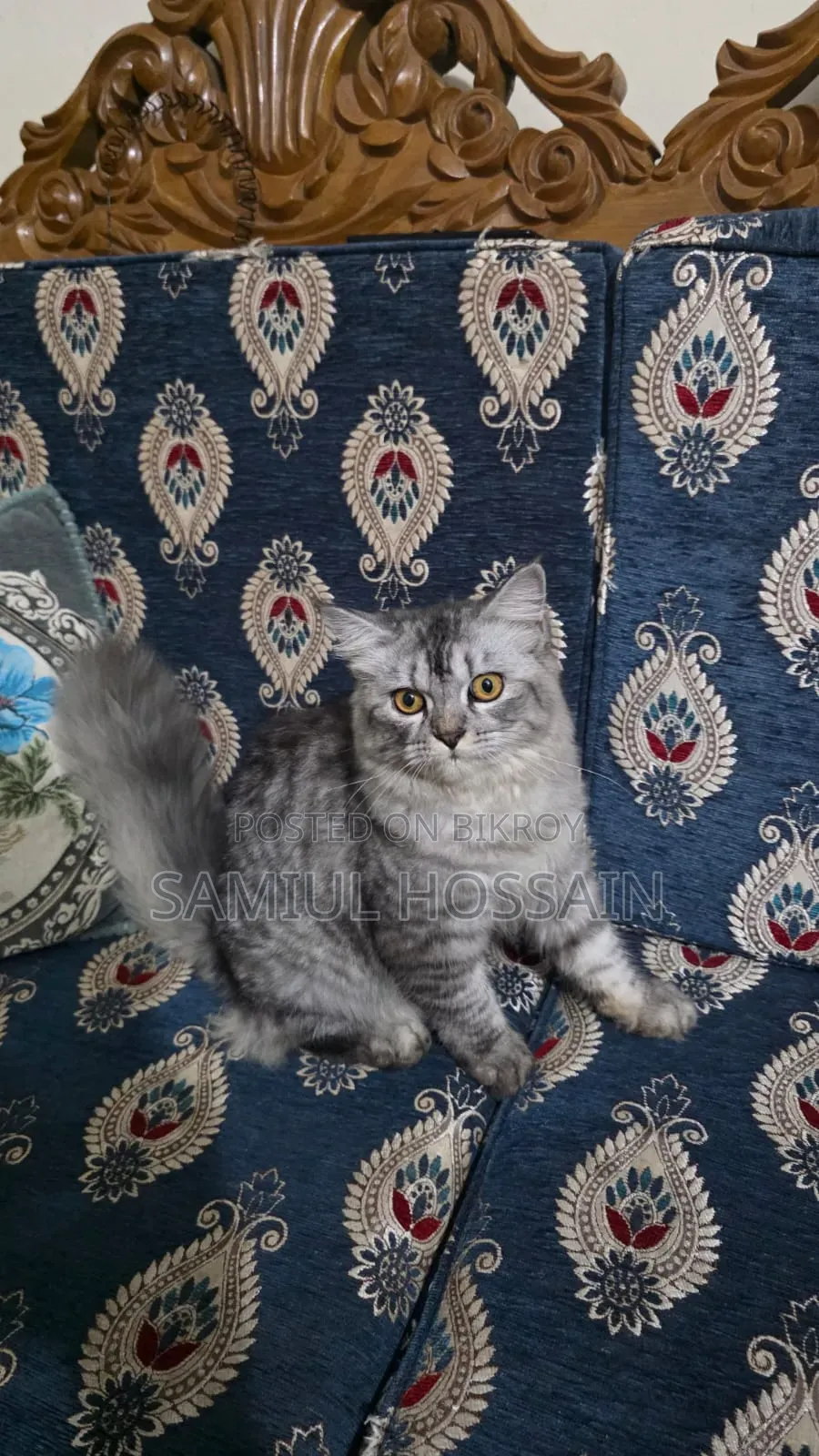3-6 Months Male Mixed Breed Persian