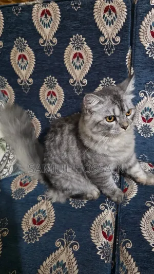 3-6 Months Male Mixed Breed Persian