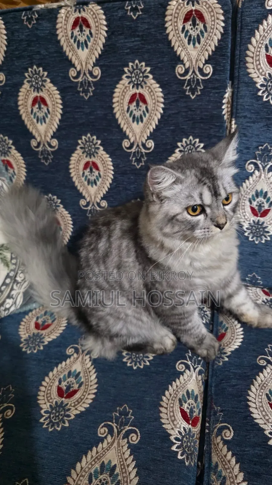 3-6 Months Male Mixed Breed Persian