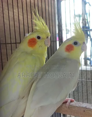 Cockatiel Bird Running Pair