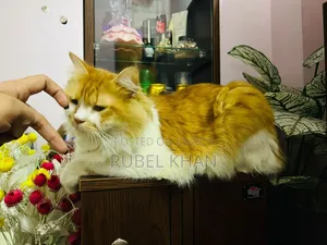 6-12 months Male Purebred Persian