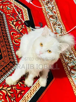 ১+ বছরের পুরুষ পিওরব্রেড বেঙ্গল