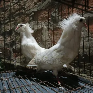 White Bombay