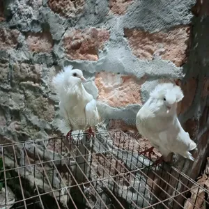 White Bombay