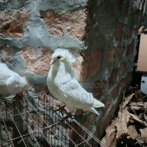 White Bombay