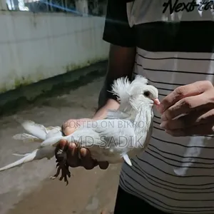 White Bombay