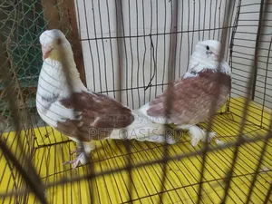 Sartan Pigeon