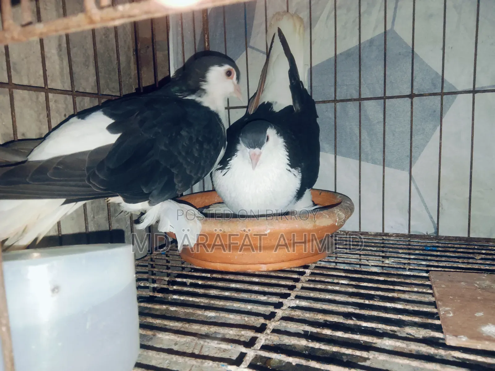 Running Top Breed Original Lahori