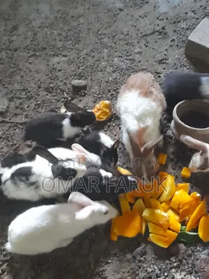 খরগোশ ১২ পিস