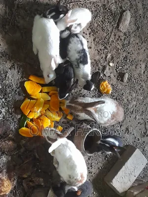 খরগোশ ১২ পিস