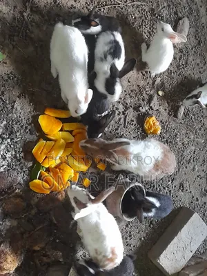 খরগোশ ১২ পিস