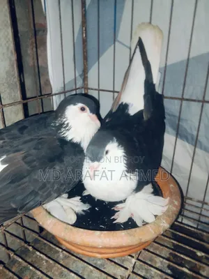 Running Top Breed Original Lahori