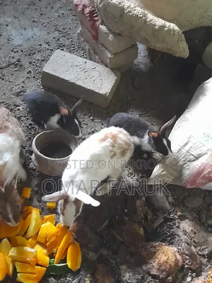 খরগোশ ১২ পিস