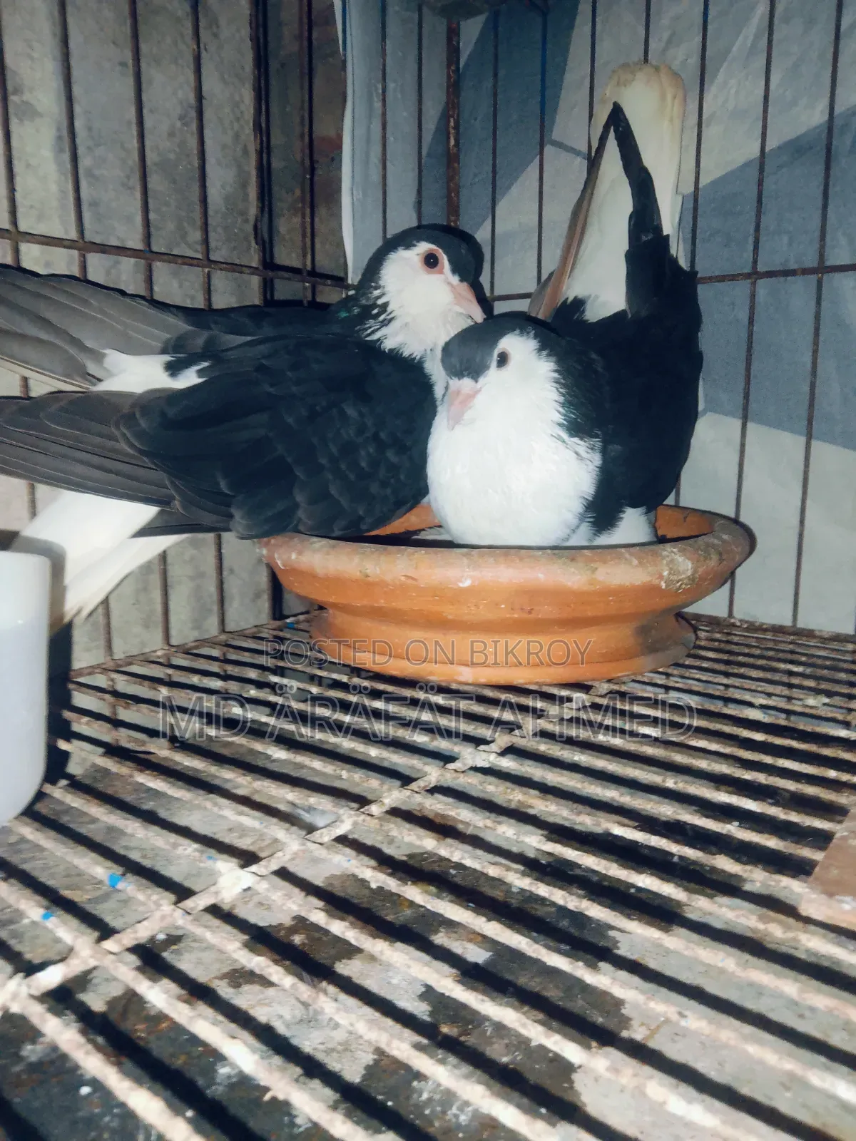Running Top Breed Original Lahori