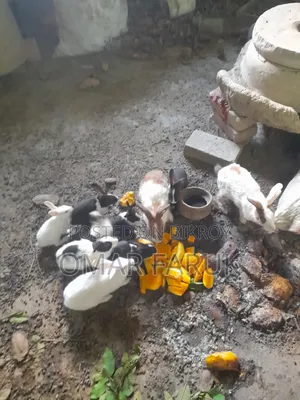 খরগোশ ১২ পিস