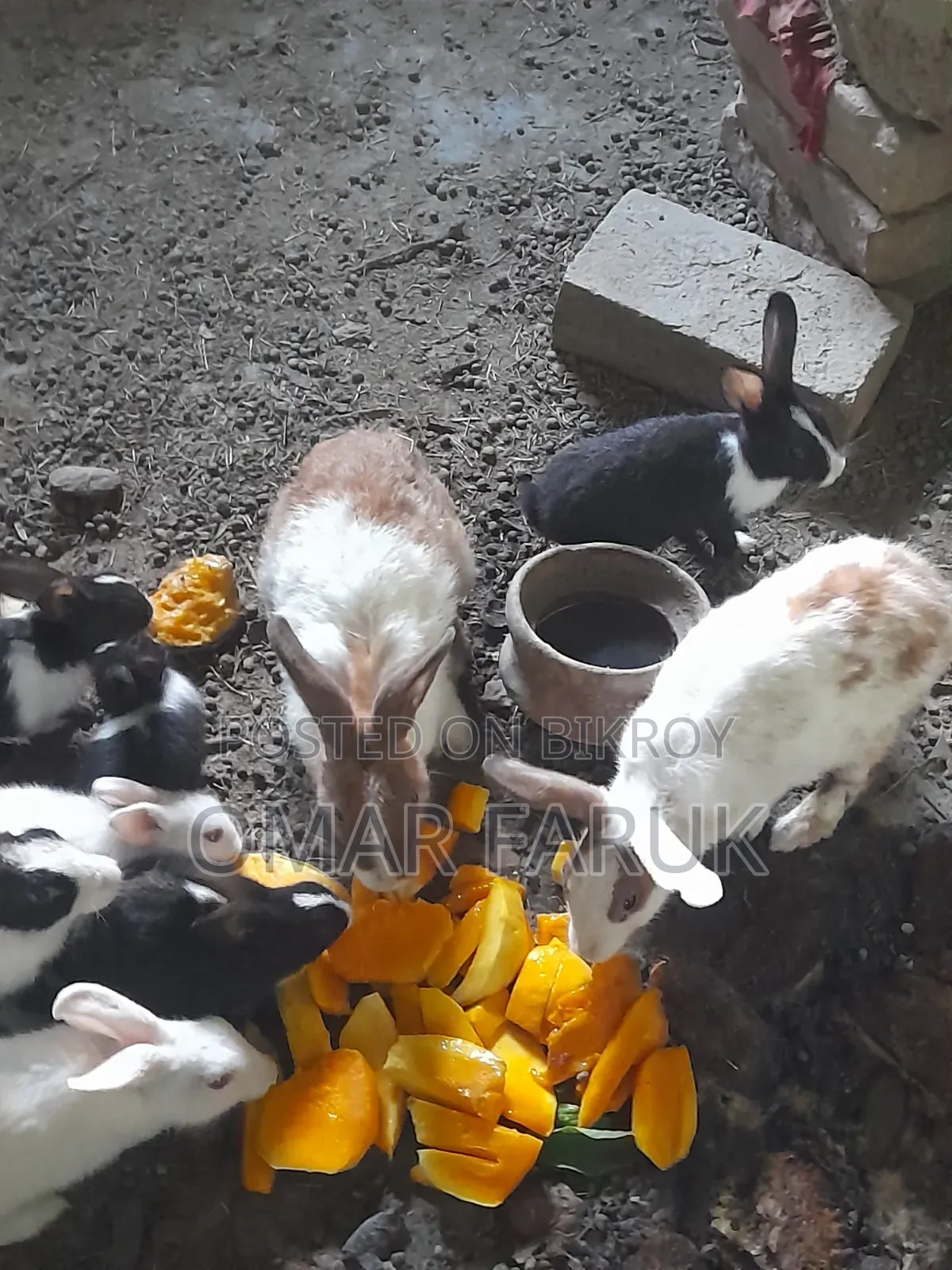 খরগোশ ১২ পিস