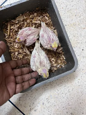 Cockatiel Baby