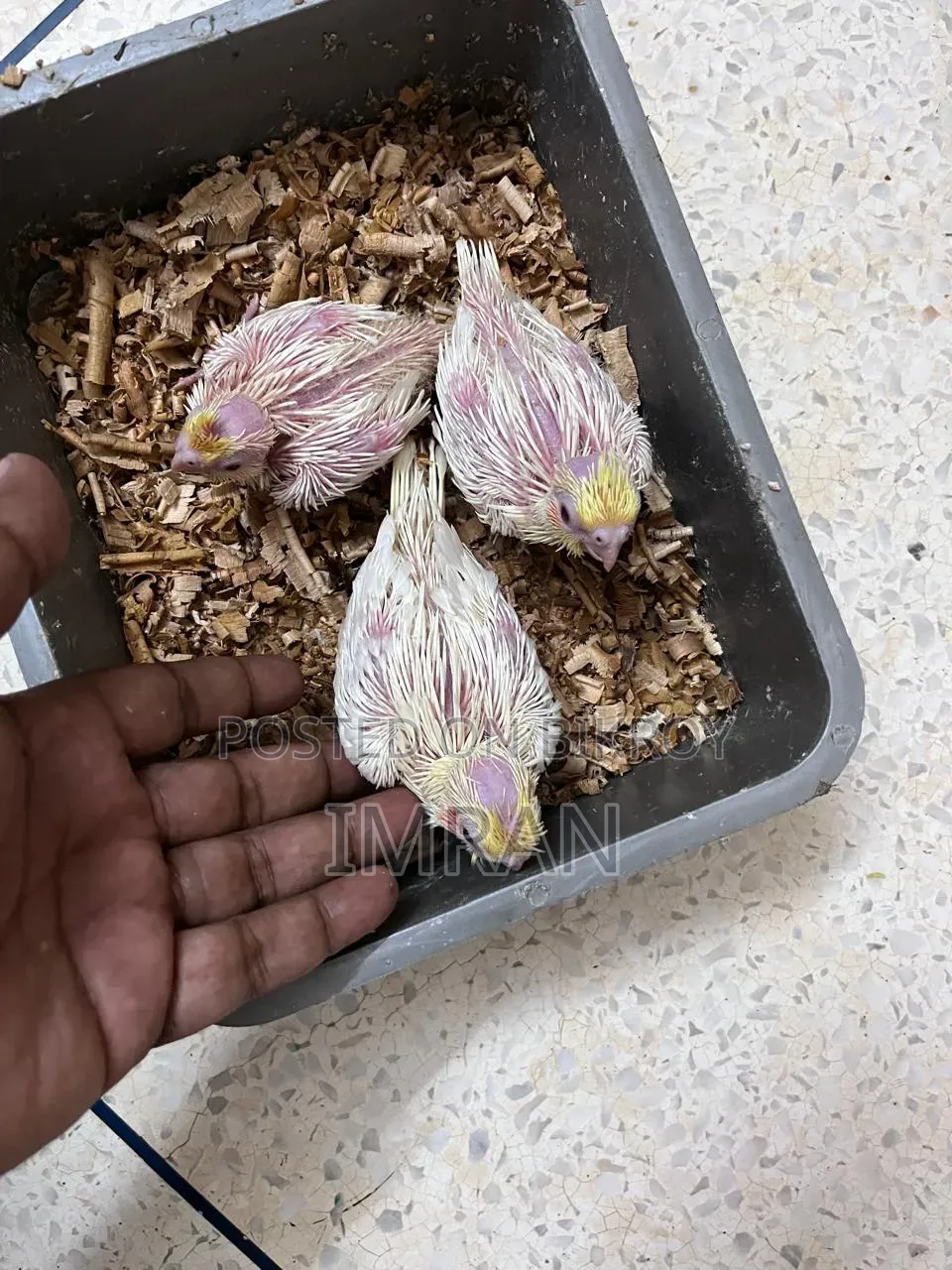 Cockatiel Baby