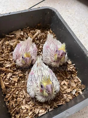 Cockatiel Baby