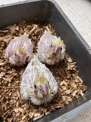 Cockatiel Baby