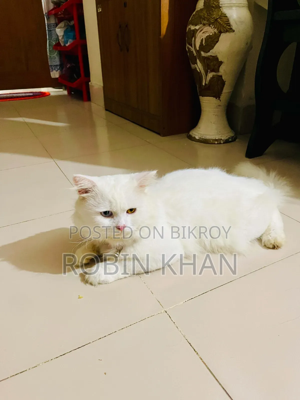 6-12 months Male Purebred Persian