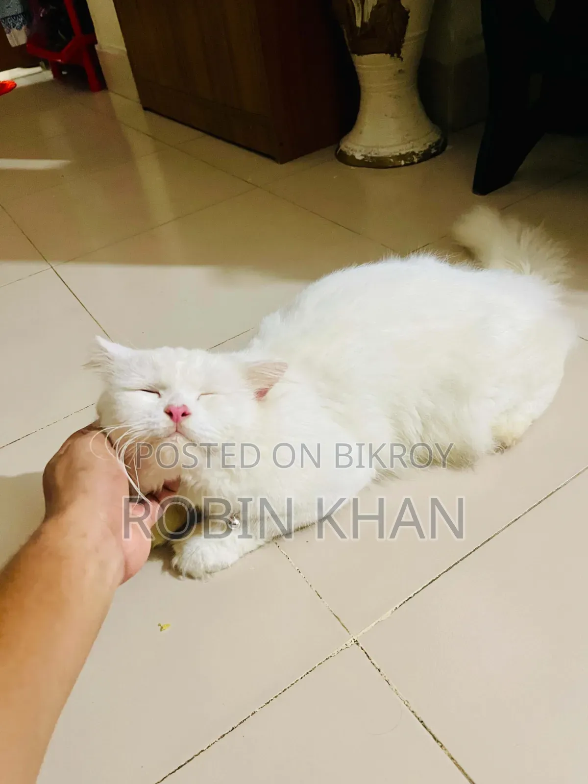 6-12 months Male Purebred Persian