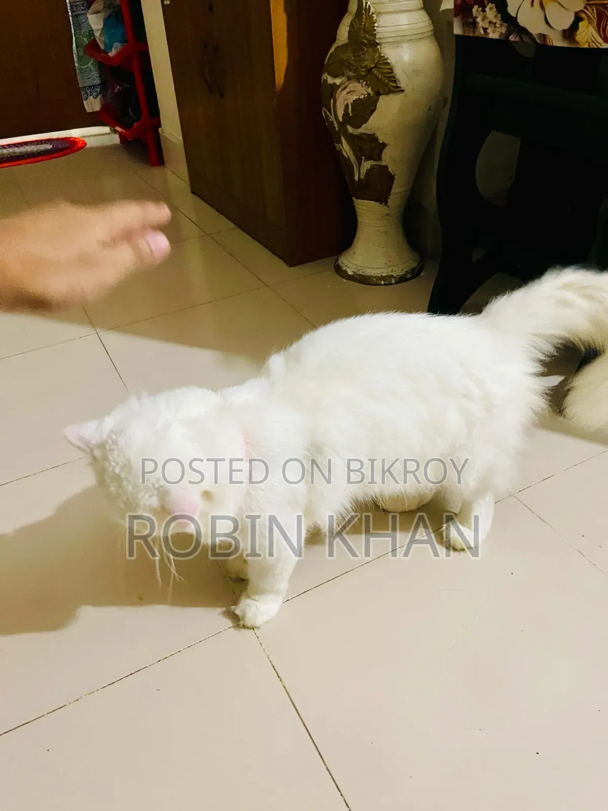 6-12 months Male Purebred Persian