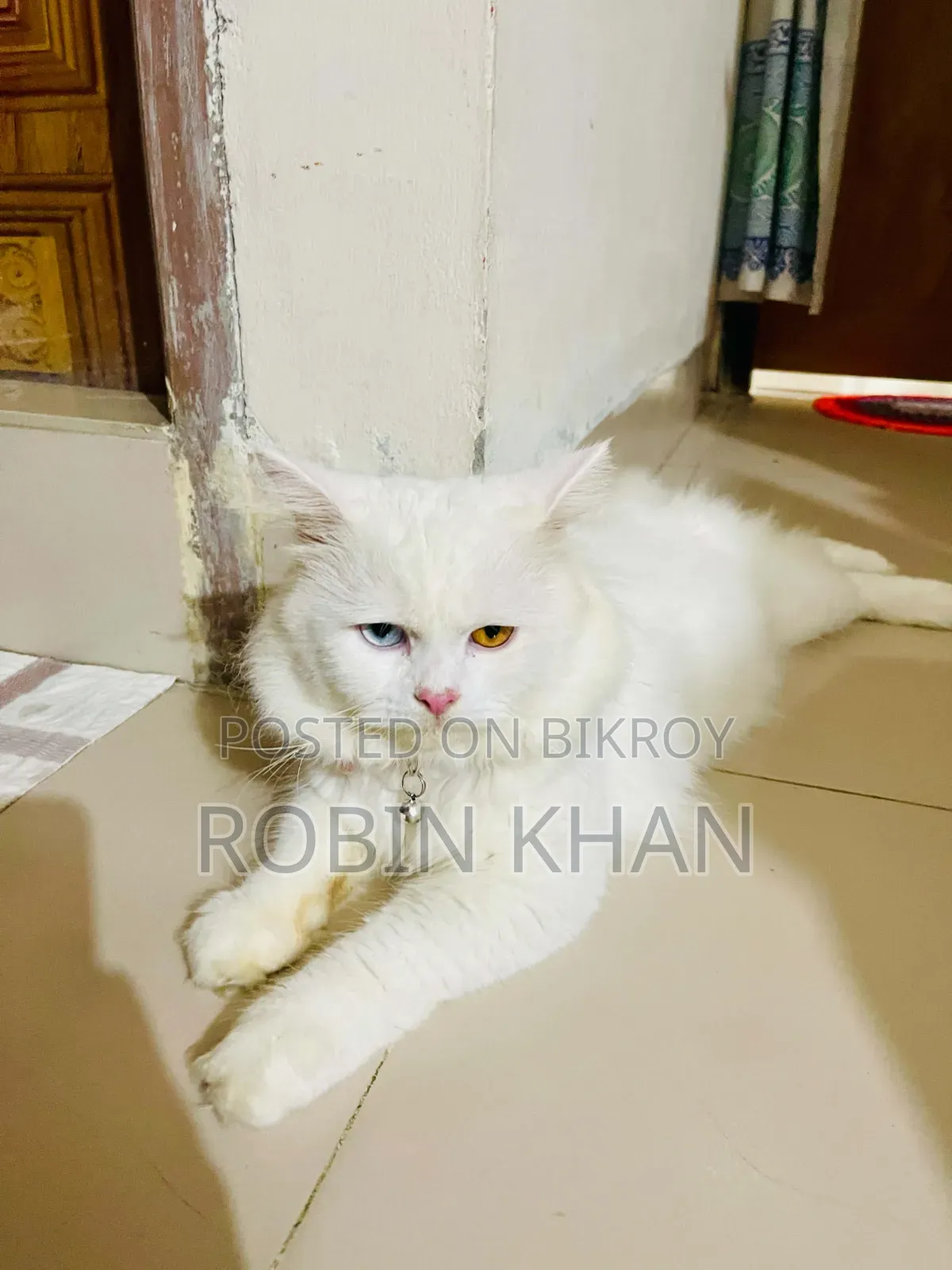 6-12 months Male Purebred Persian
