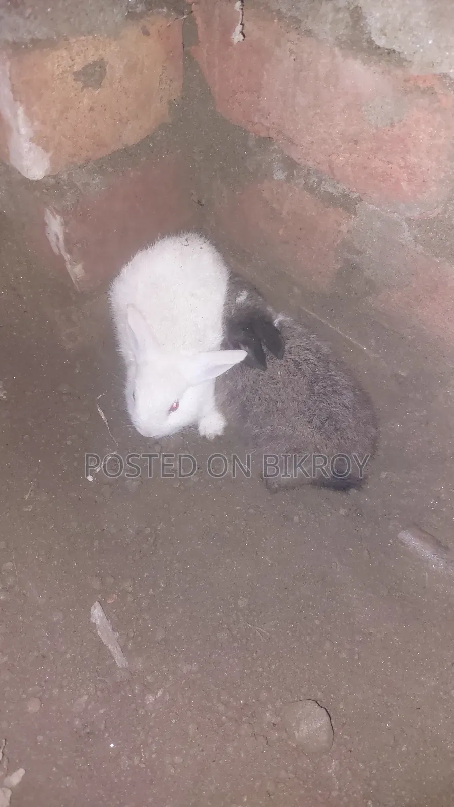 চারটা খরগোশের বাচ্চা বিক্রি হবে