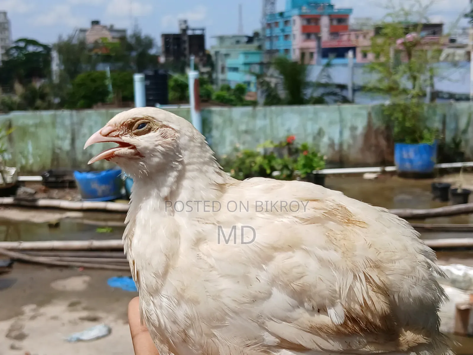 Giant Quail