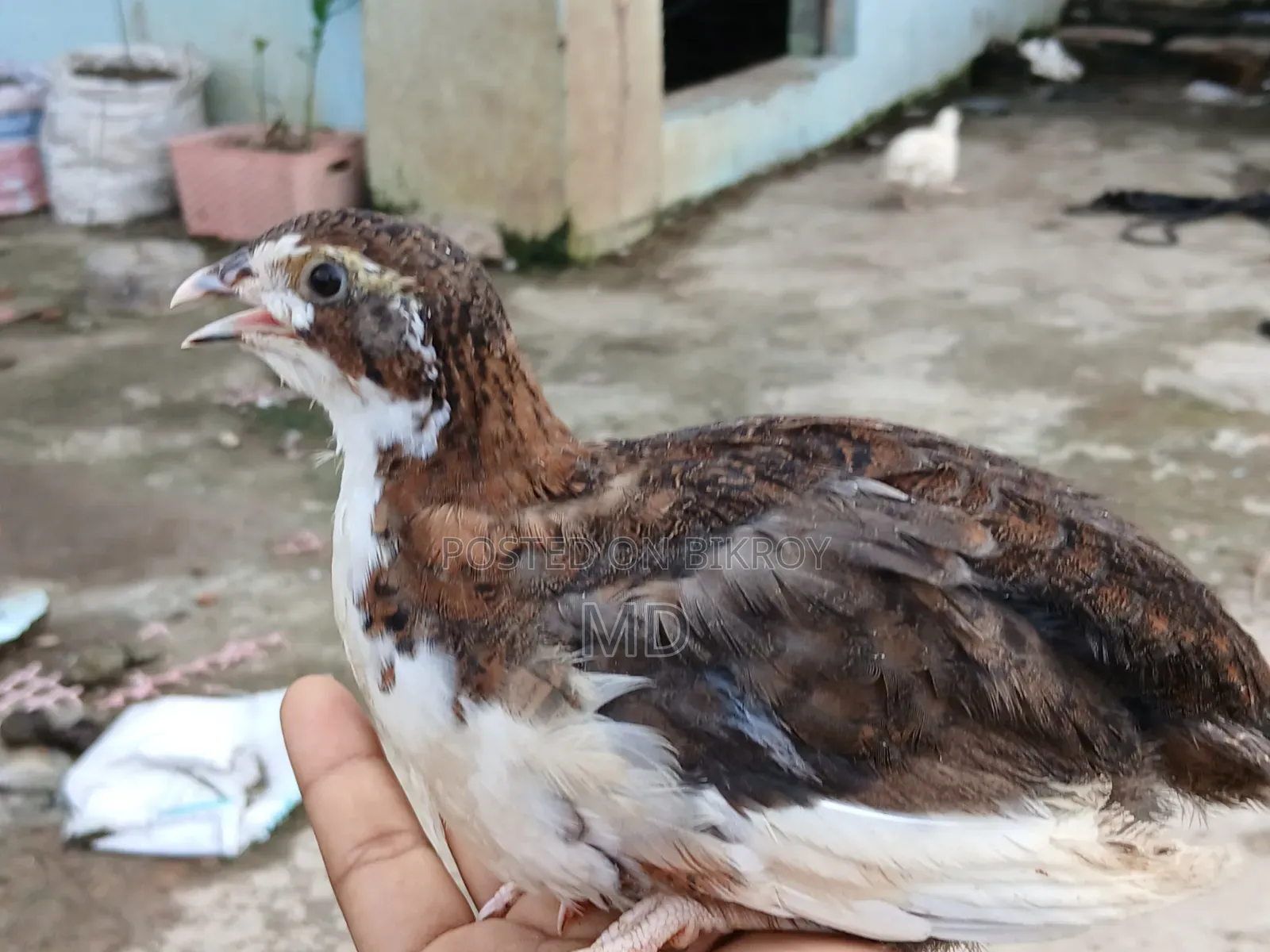 Giant Quail