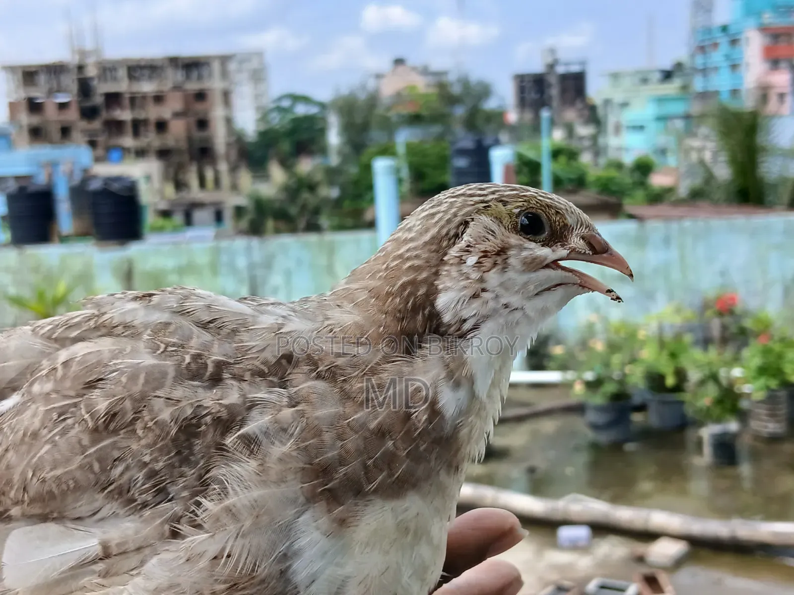 Giant Quail