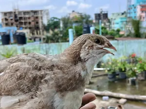 Giant Quail