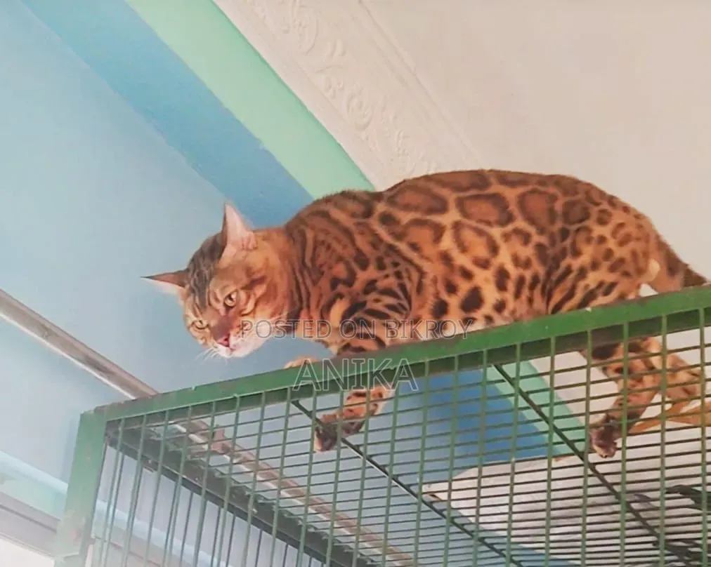 1+ Year Male Purebred Bengal