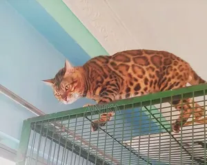 1+ Year Male Purebred Bengal