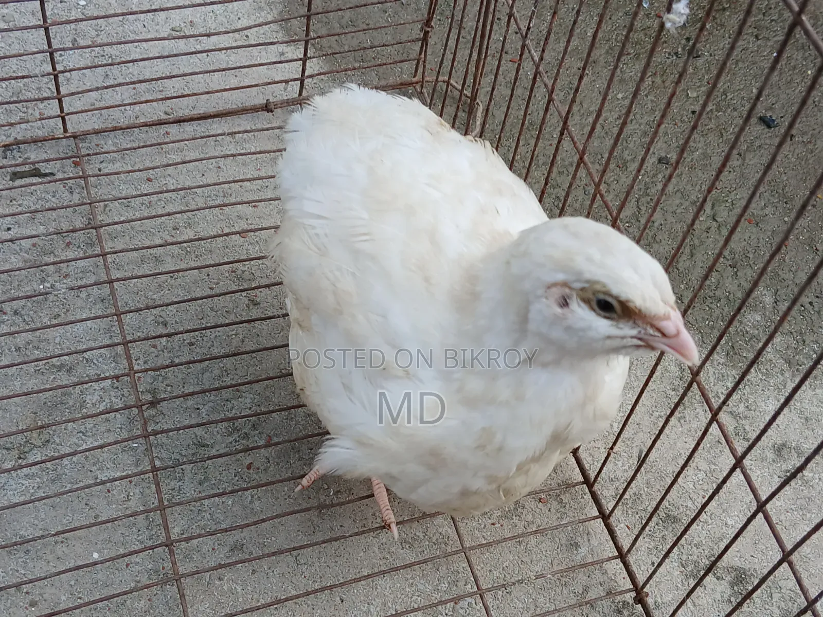 Giant Quail