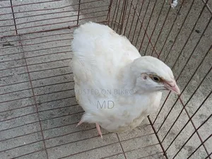 Giant Quail