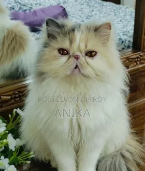 1+ Year Female Purebred Exotic