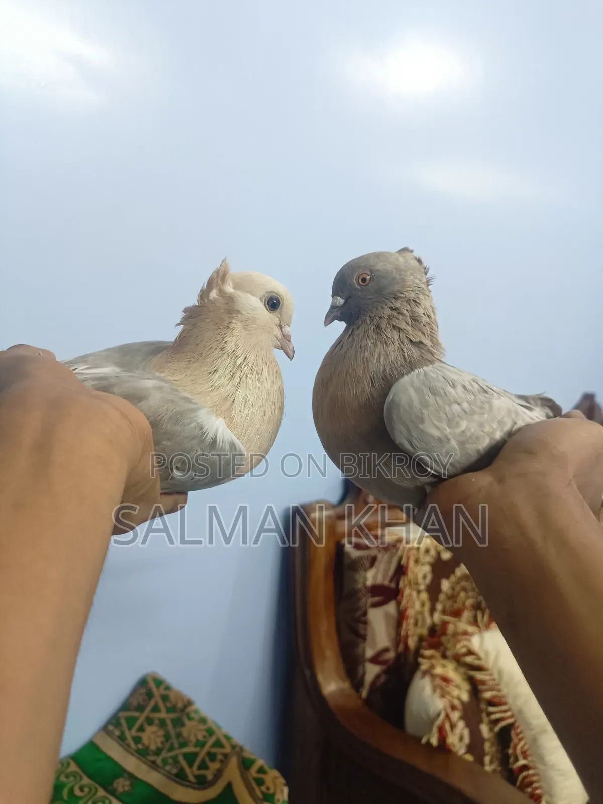 Running Chua Chandan Pair