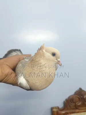 Running Chua Chandan Pair