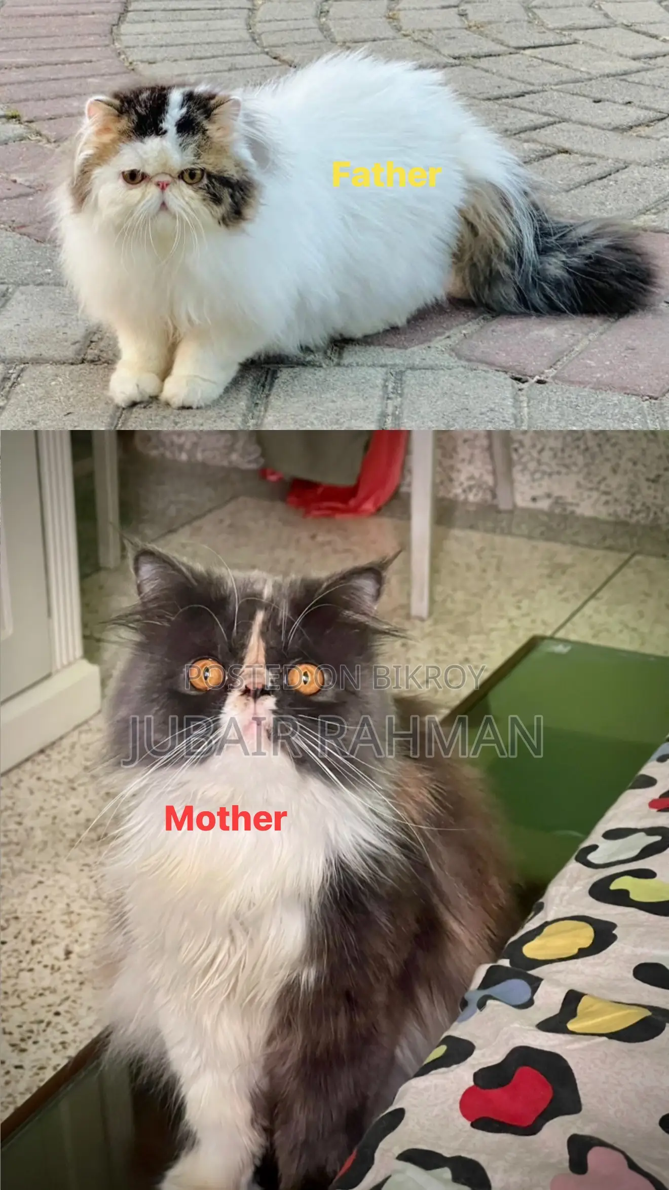 3-6 months Female Purebred Exotic