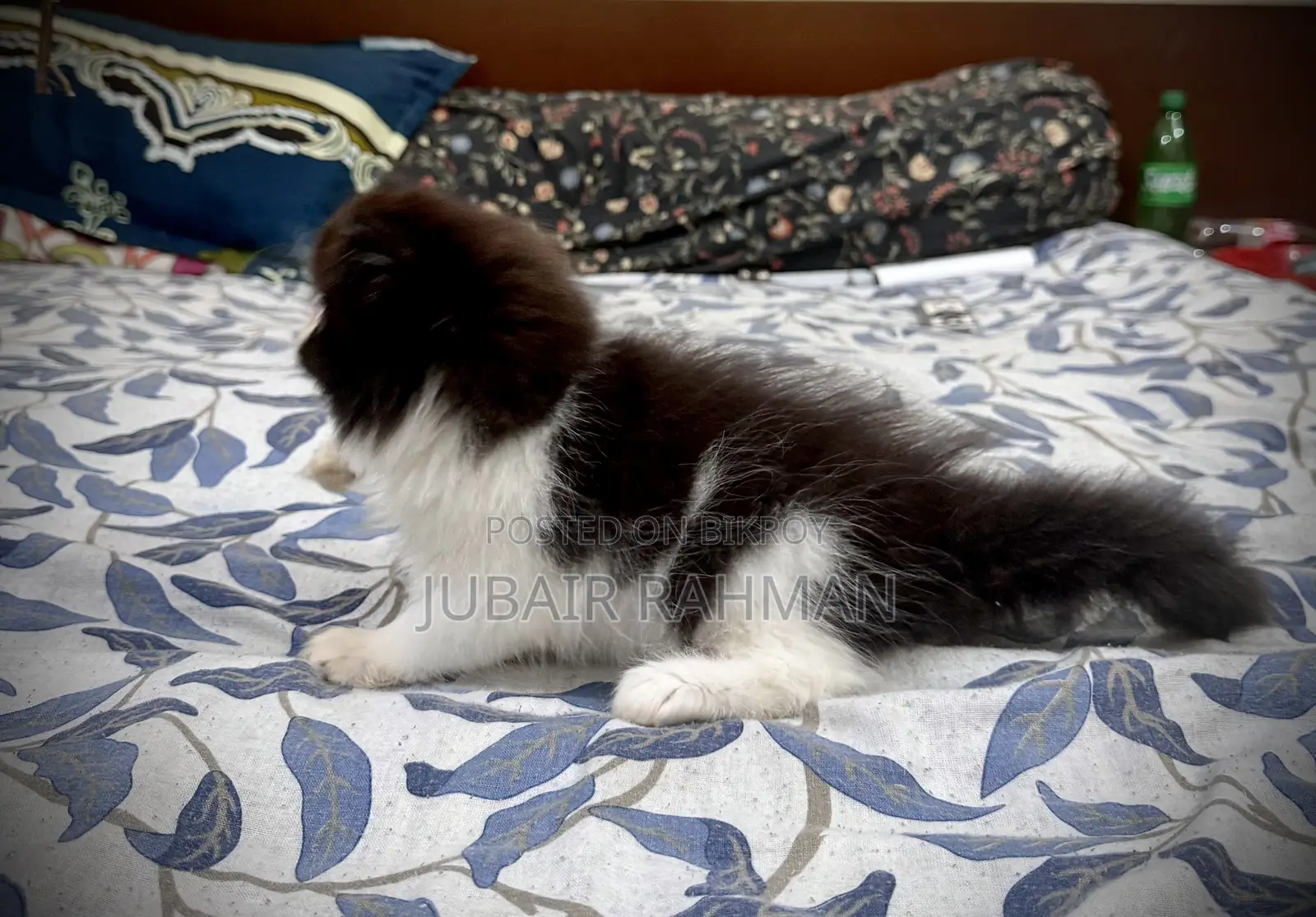 3-6 months Female Purebred Exotic