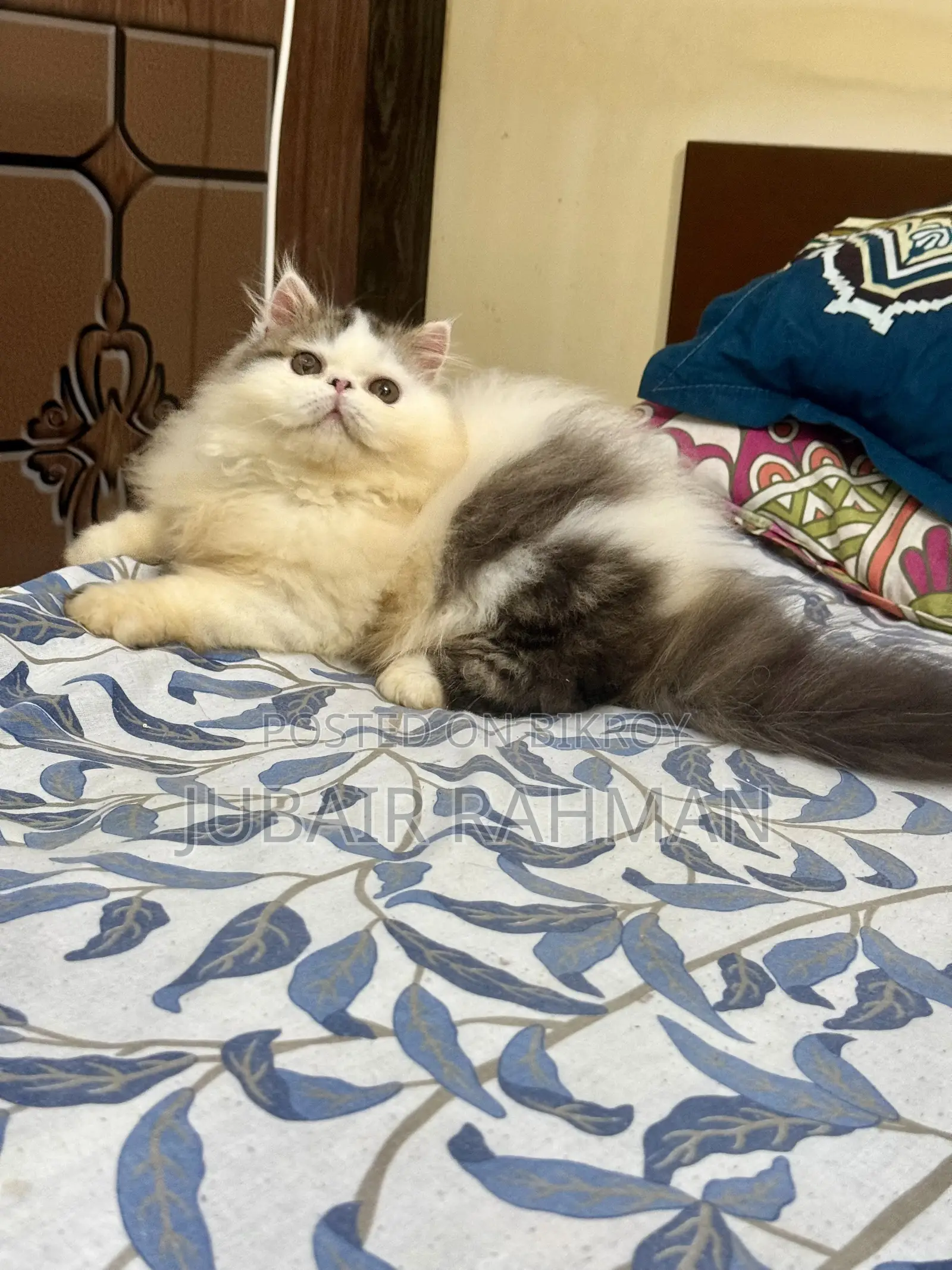 3-6 months Female Purebred Exotic