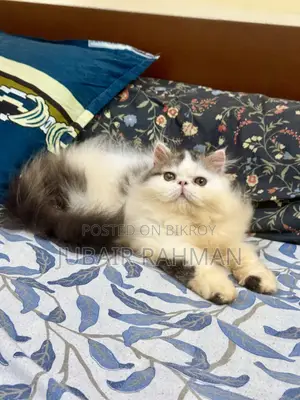 3-6 months Female Purebred Exotic
