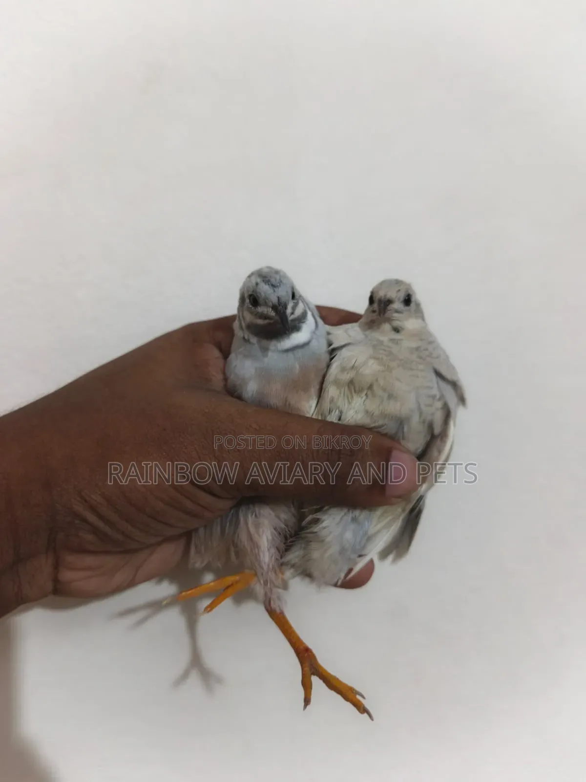 Silver King Quail
