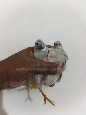 Silver King Quail