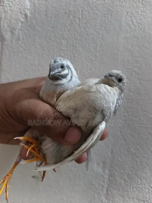 Silver King Quail
