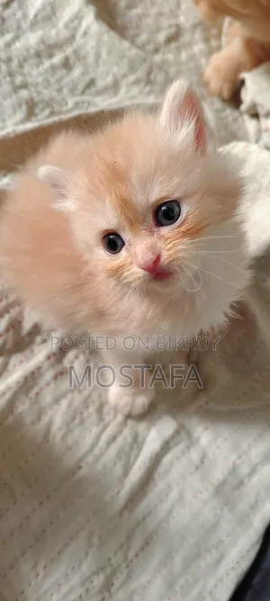 0-1 Month Female Purebred Persian
